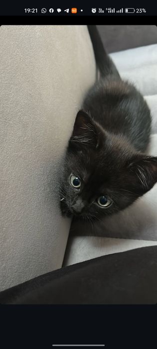 Котёнок приученный к лотку