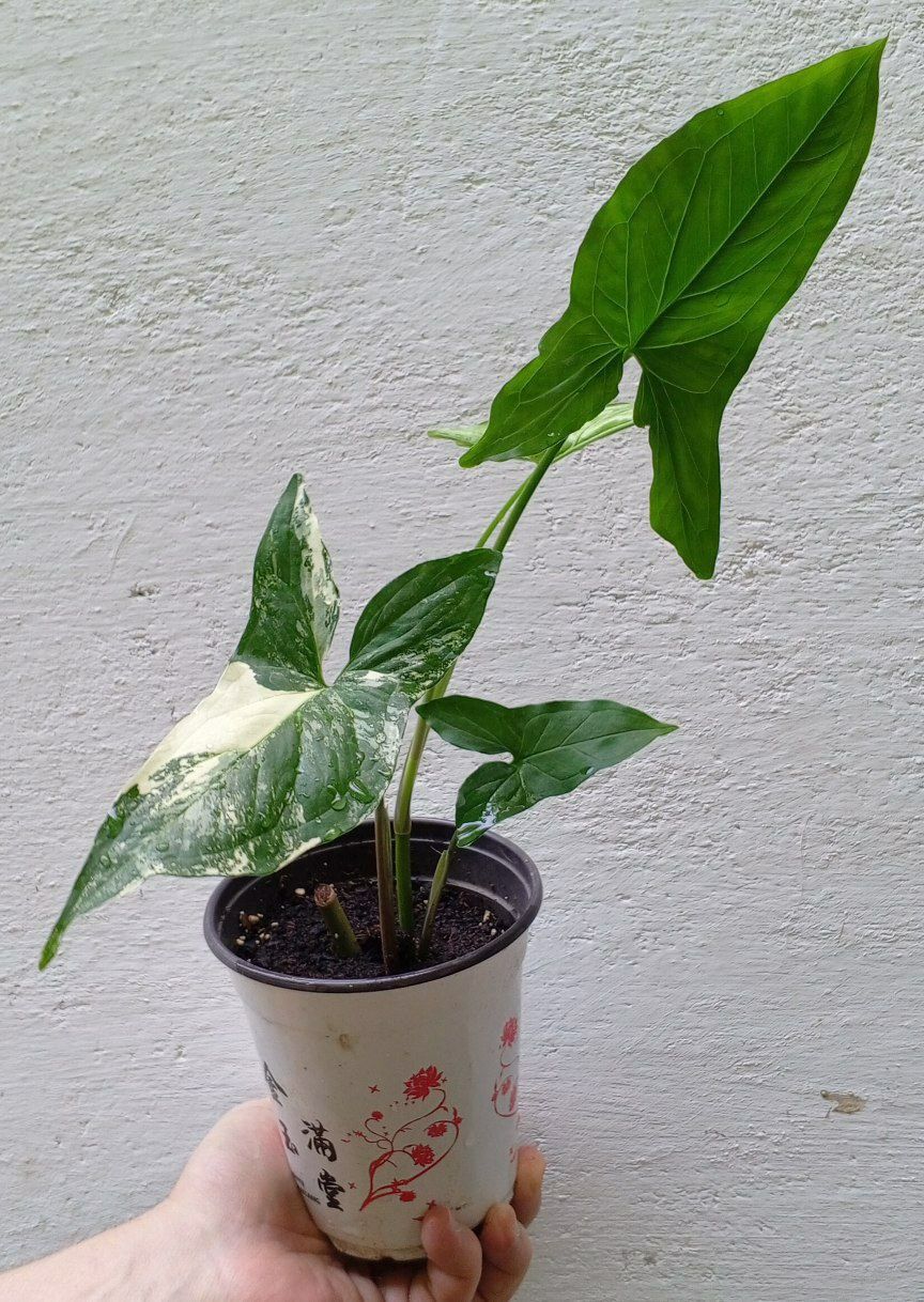 Сингониум (podophyllum ‘Aurea Variegata’). Экзотические цветы для дома