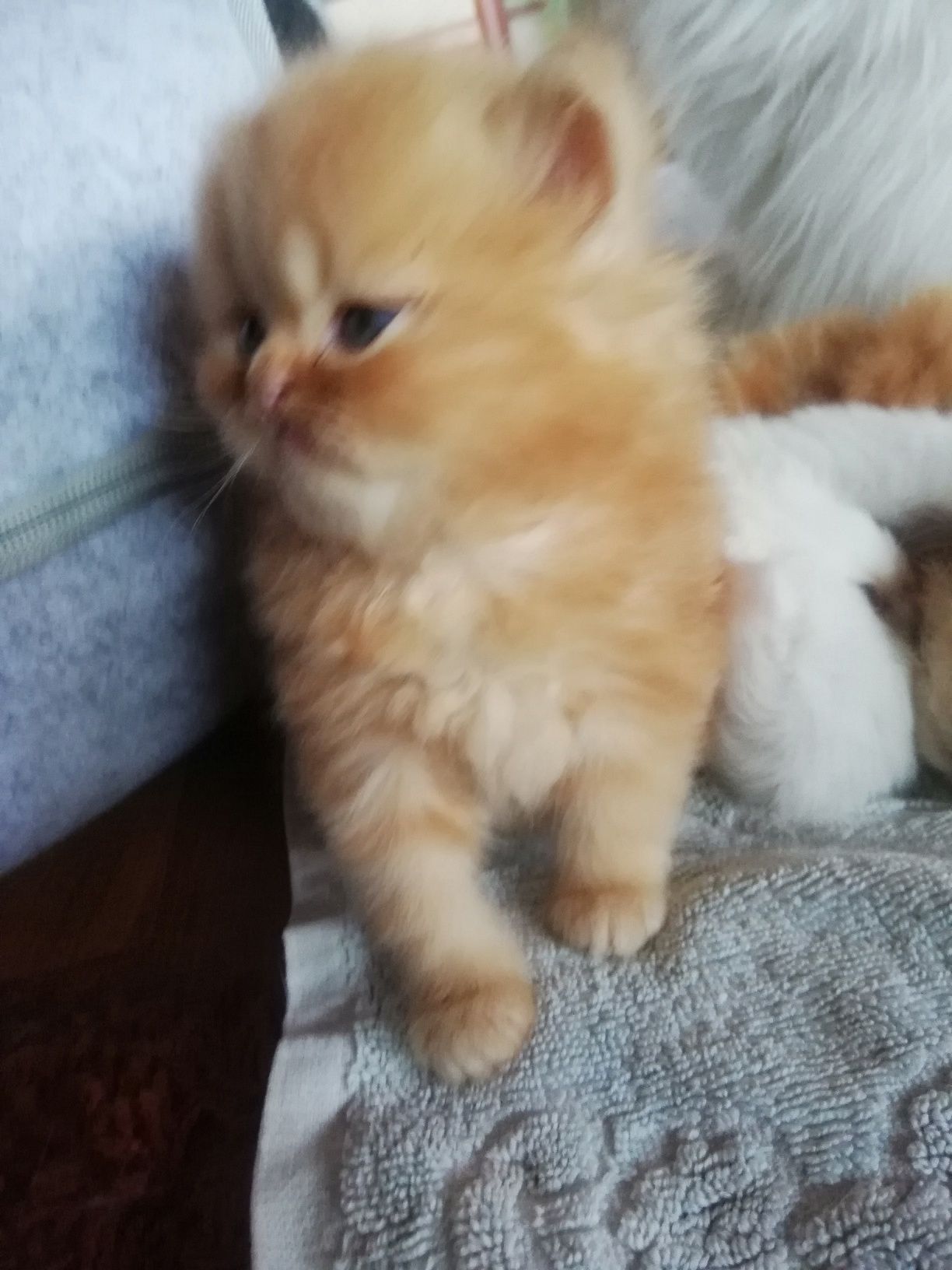 Персийски котенца