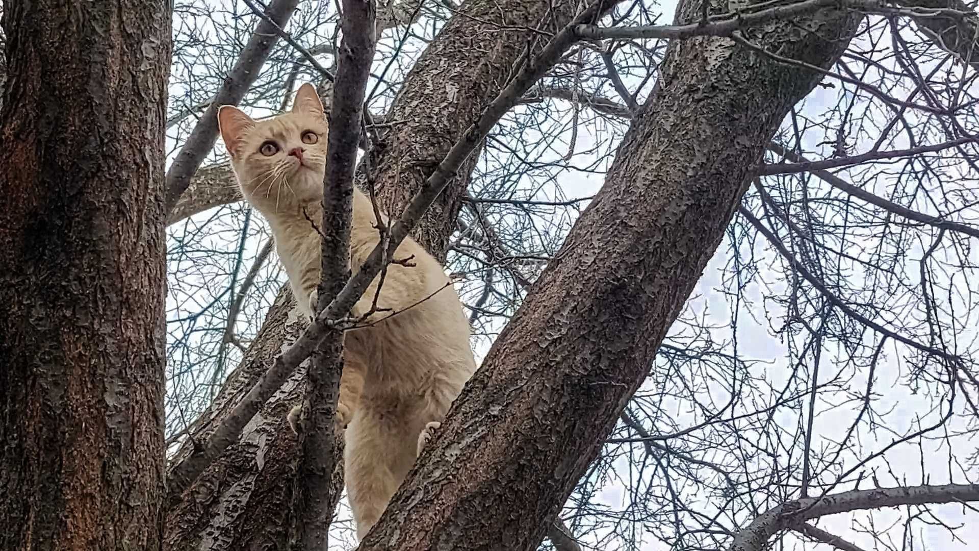 Умный котик в добрые руки