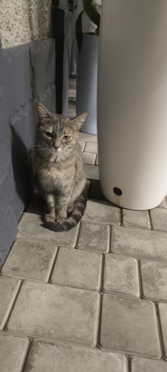 Ищем хозяина для кота