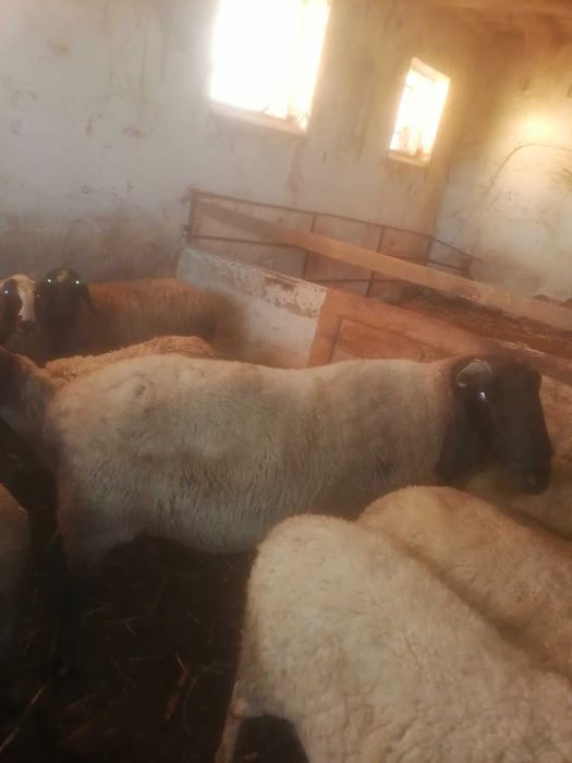 Продавам мъжко агне, коч за разплод клане курбан около 130 кг.