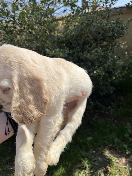 Cocker Spaniel – 2 luni – cu carnet de sănătate și înregistrare RECS