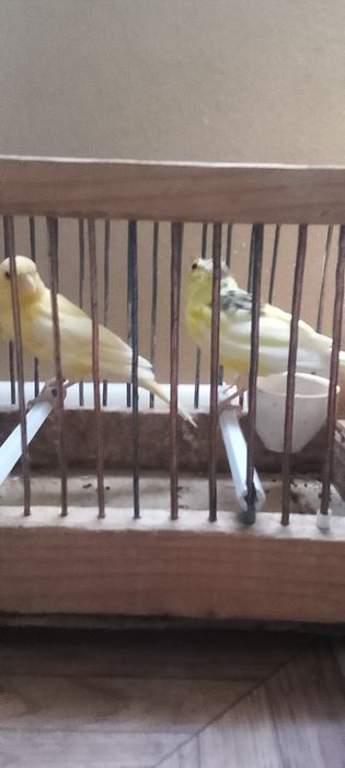 Canari, femele, masculi