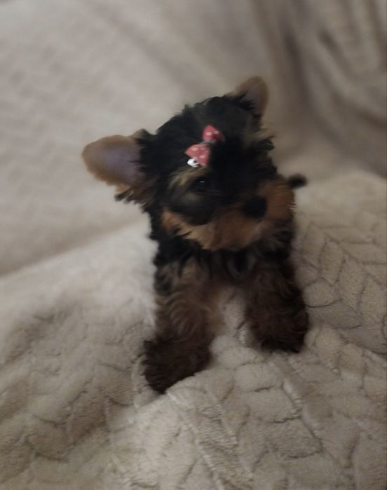 Мини йоркширски териер