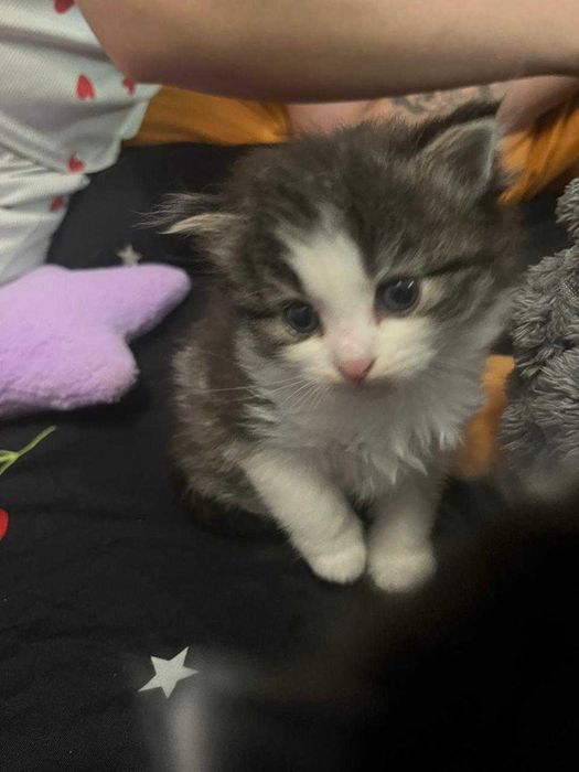Котенок в подарок!
