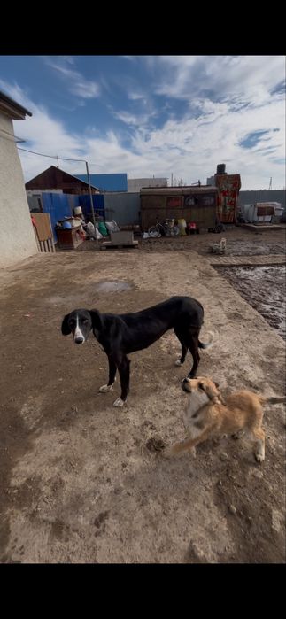 Тазы сатылады 20мын ұргашы