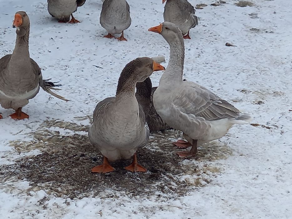 Продам гусей домашних