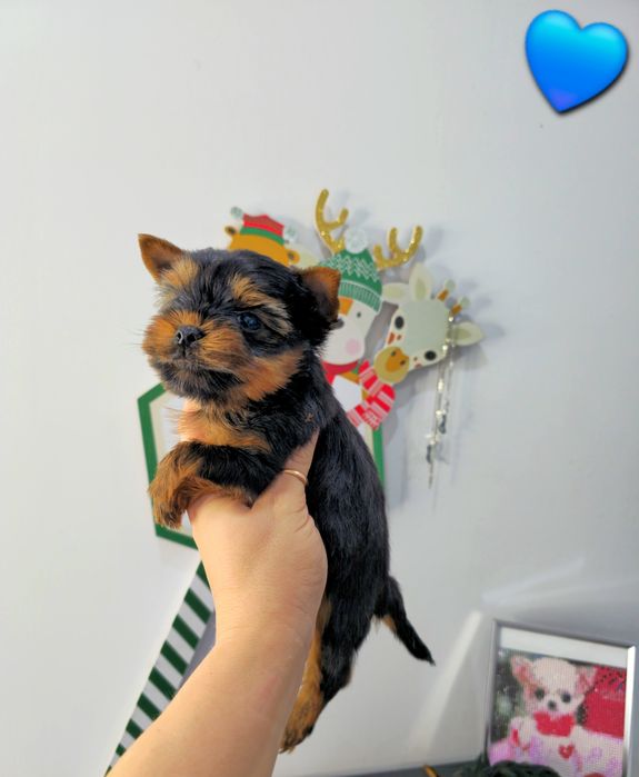 Йоркширски териер