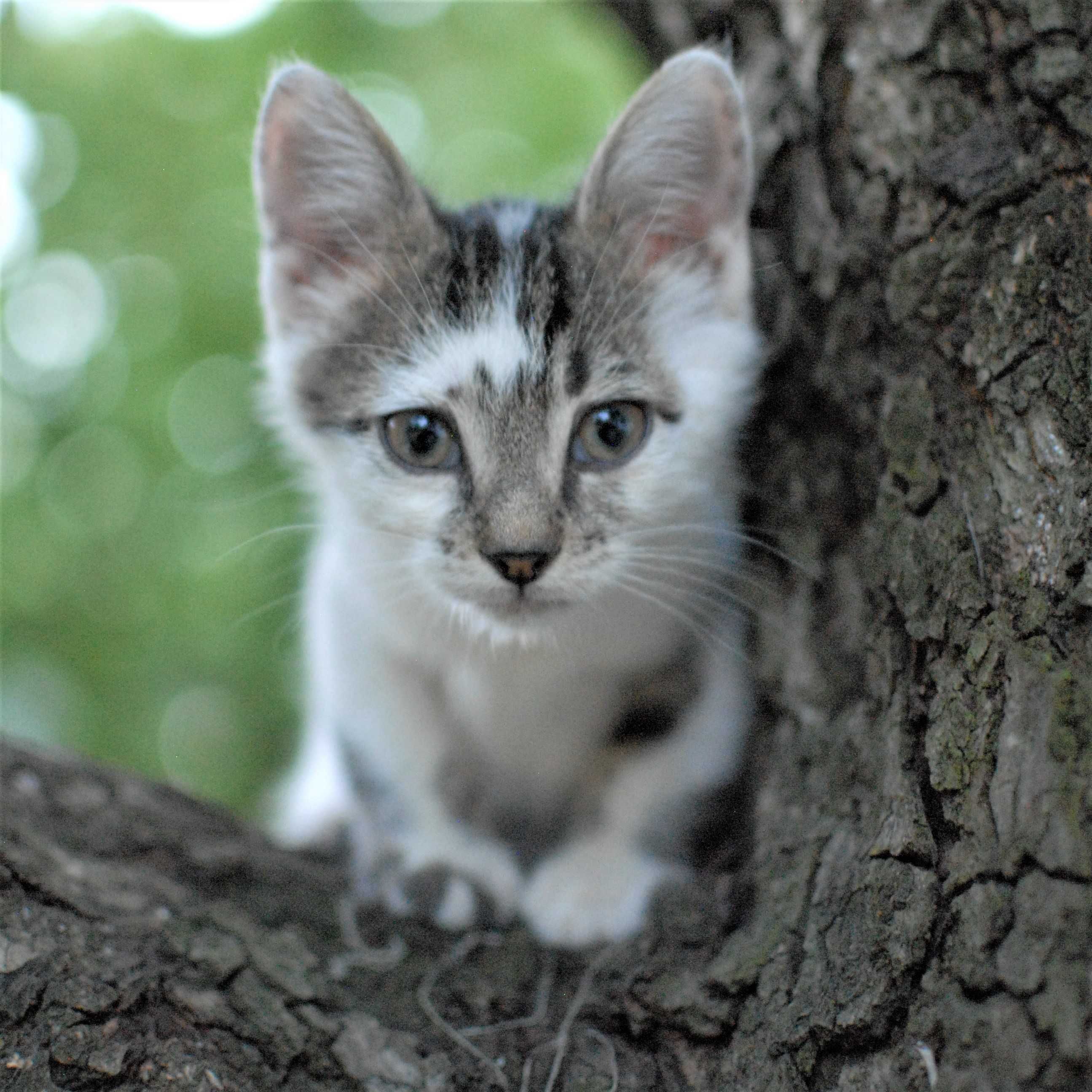 Котета на 2 месеца