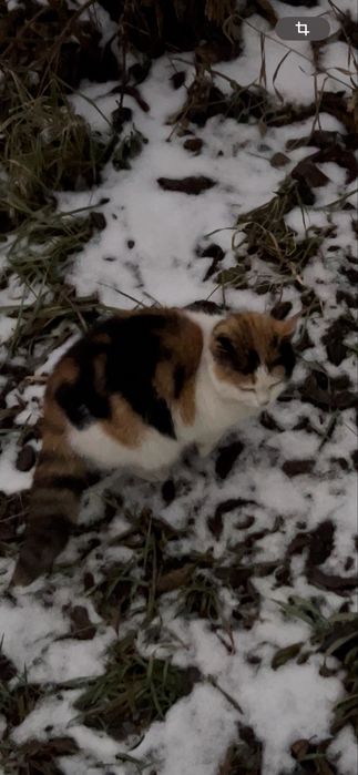 Котенок в поисках дома