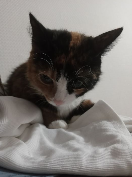 отдам за хорошие руки