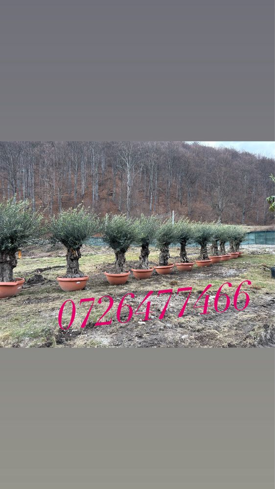 Poze Reale % ! Vindem plante ornamentale orice specie