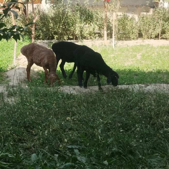 Quylar sotiladi arzon kutara narxda