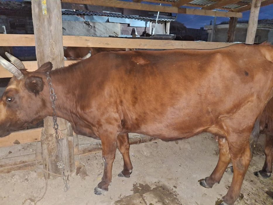 Сиыр  сатамын согым