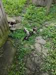 Pisici spre adoptie