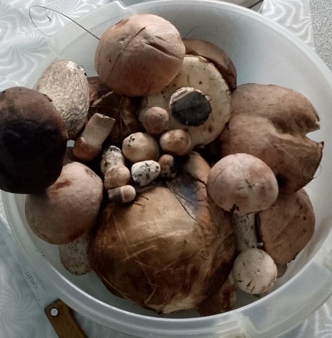 Продам грибы замороженные
