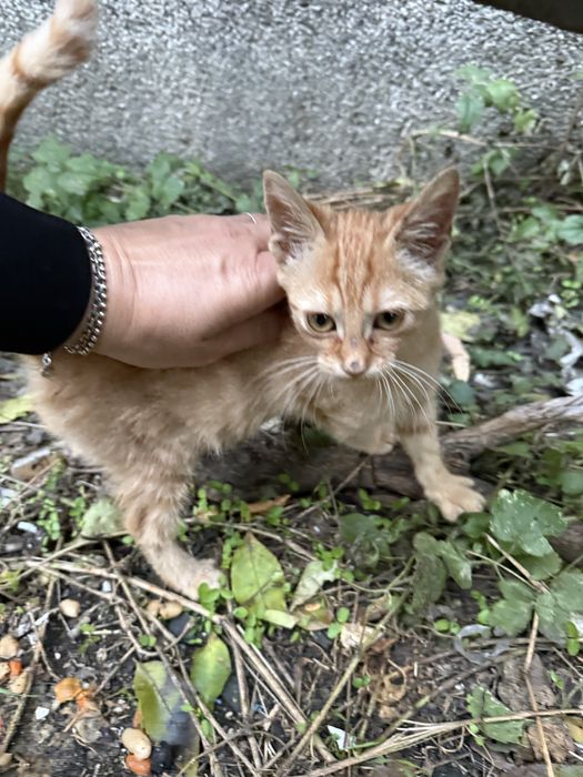 Малко рижаво коте