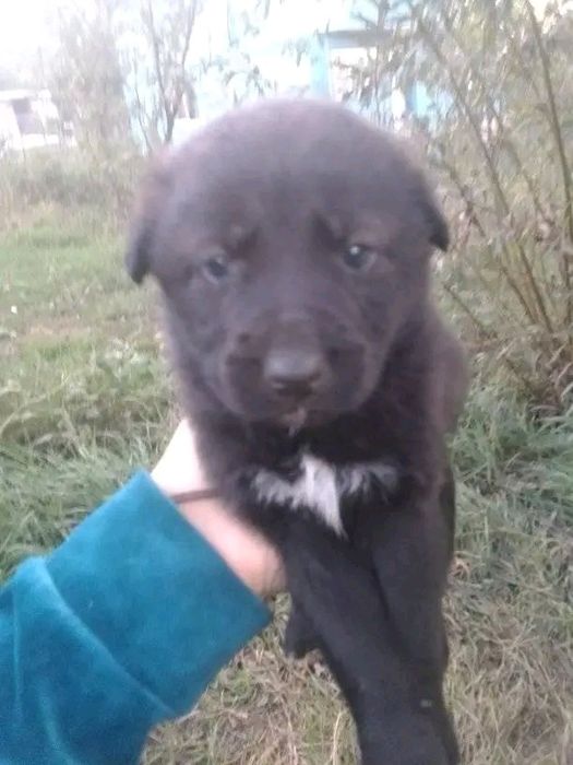 De vânzare 3 cățelușe micuțe și jucăușe 
Avem trei fetițe adorabile, s