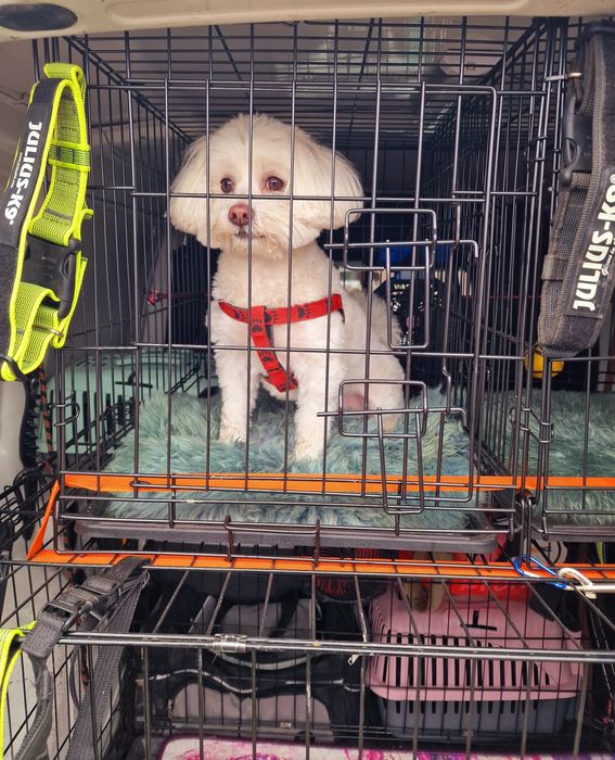 Animale de companie - TRANSPORT