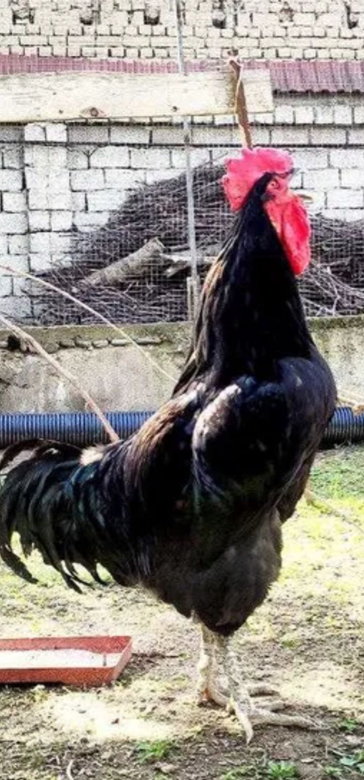 Инкубационные яйца кур КОРА ШАХЗОДА,АВСТРОЛОРП