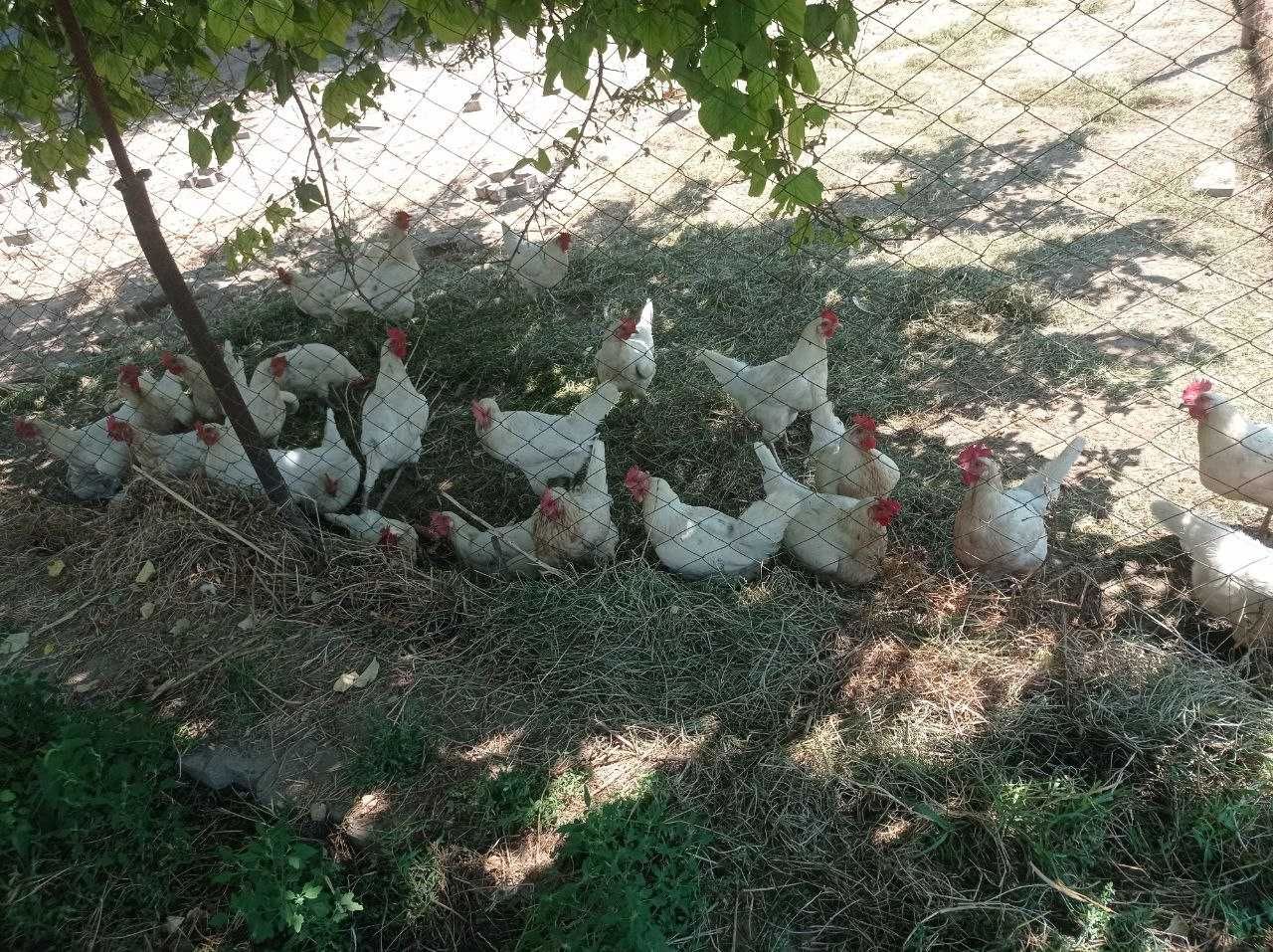 Tovuqlar sotiladi parodasi sendi