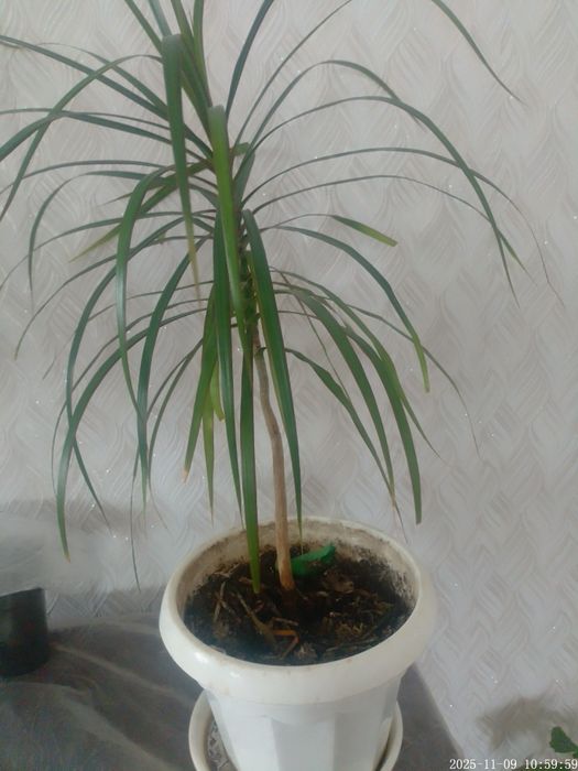 Драцена комнатная