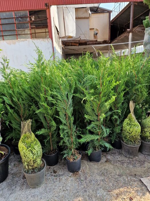 Vând lelandy cu dimensiuni de la 1.20m m până la 6m tuia smarald