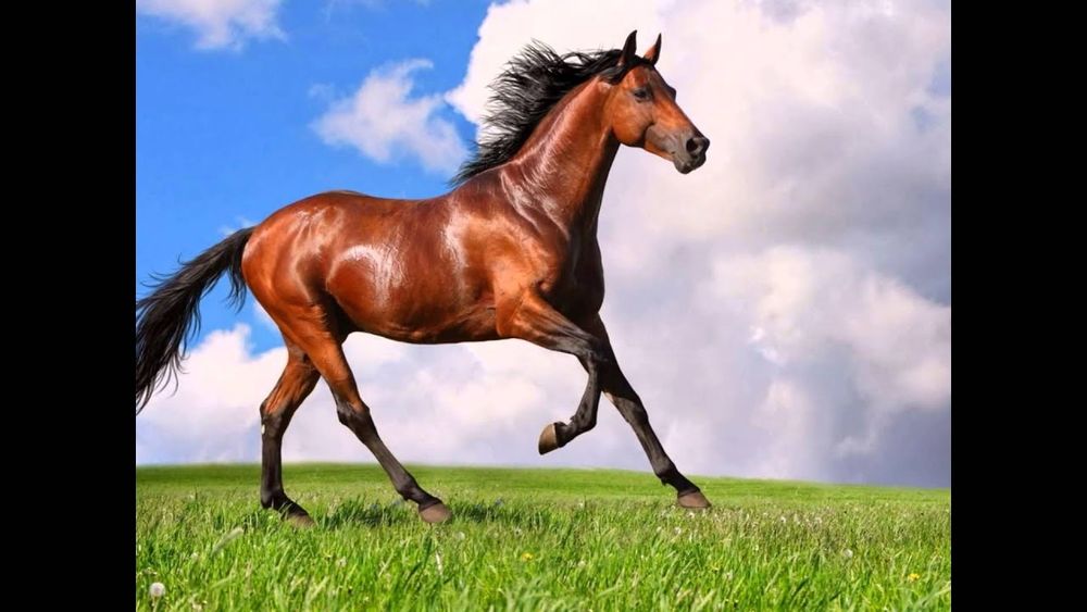 Касапшы Қасапшы Касап