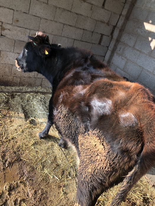 Продаётся корова доиная