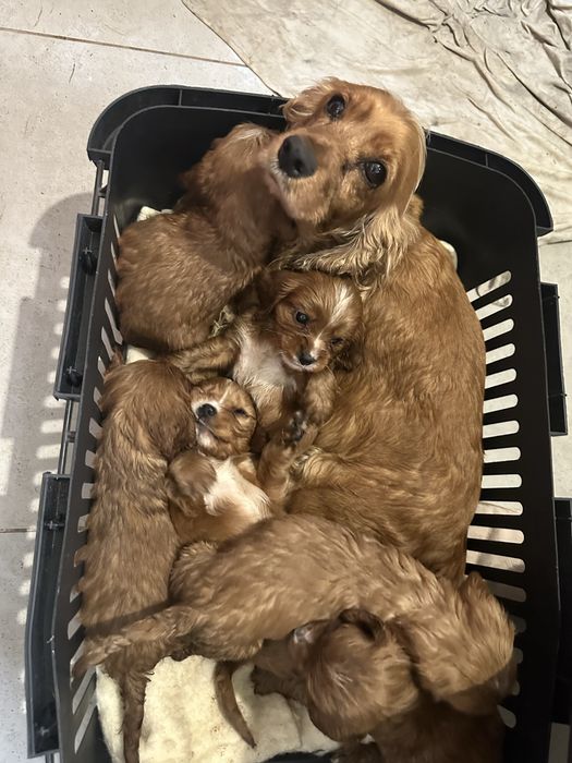 Кученца на два месеца от кокер и кавалер