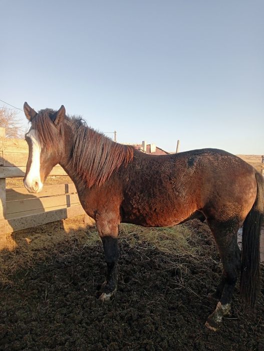 Жеребец возраст 2 года от Костанайской породы.
