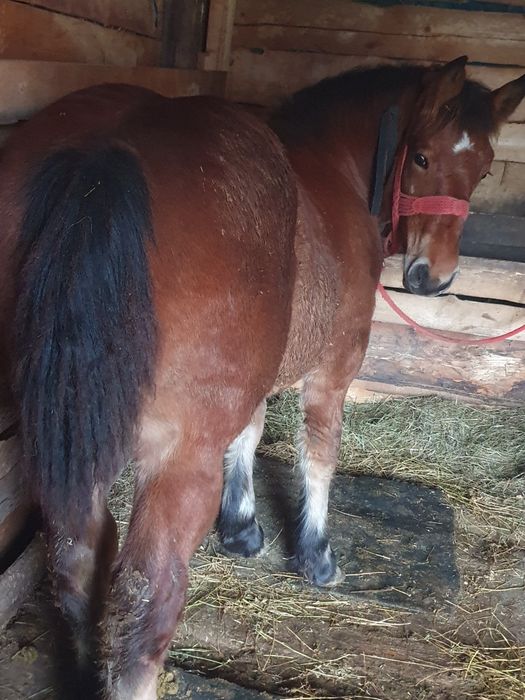 Vnd mnza de 6 luni  di cai grei