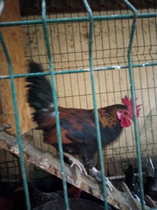 ёш япон хурозлари сотилади