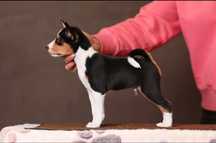 Basenji cu Pedigree de Top