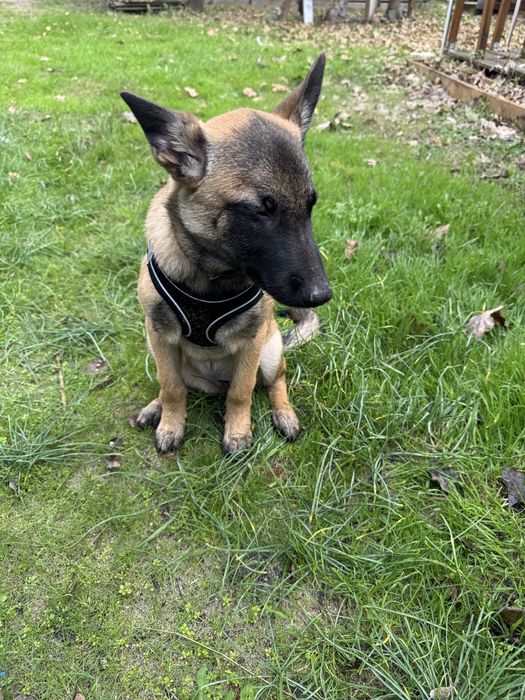 Белгийска овчарка Малиноа