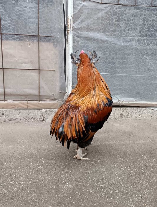 cocos araucana  gat auriu