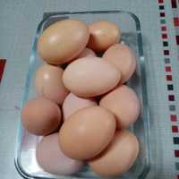 Vand oua de la gaini crescute doar cu porumb,bune si pt incubat