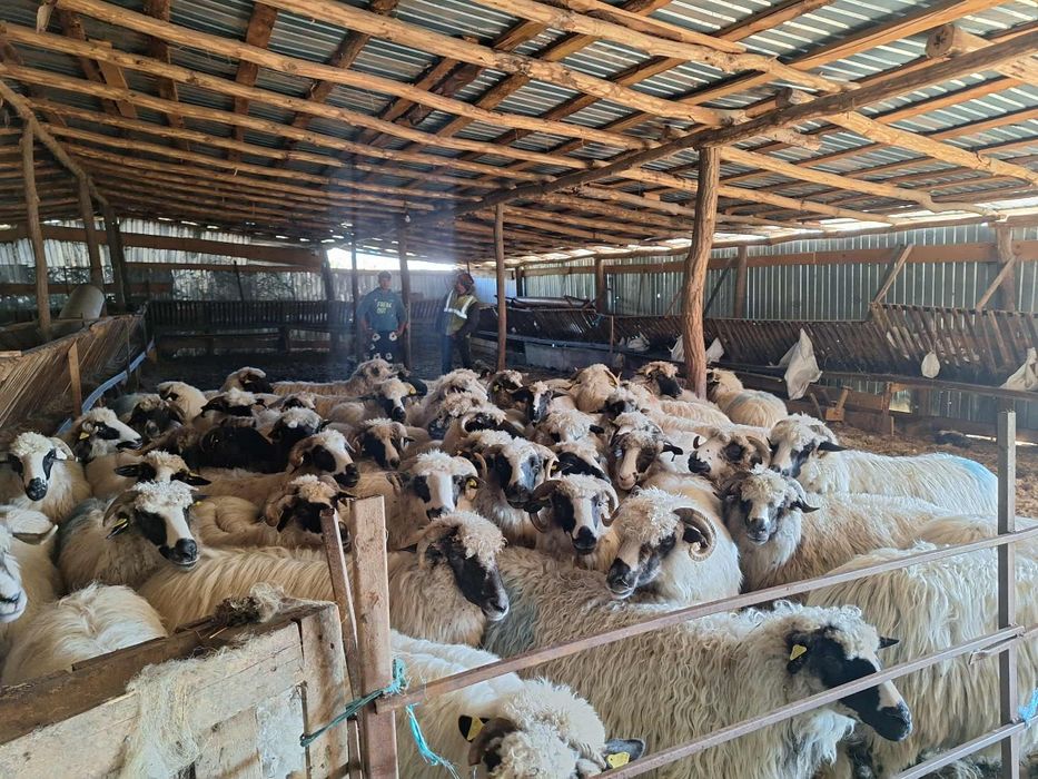 Vând 52 de oi urgent
