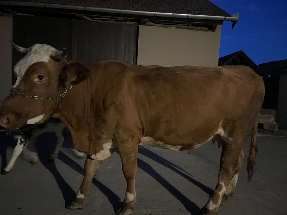 Vaca cu vitel.