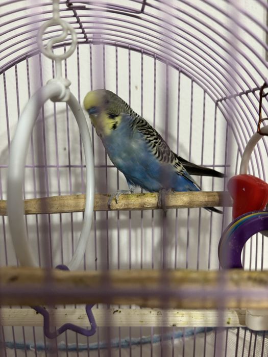 Canari de colorit