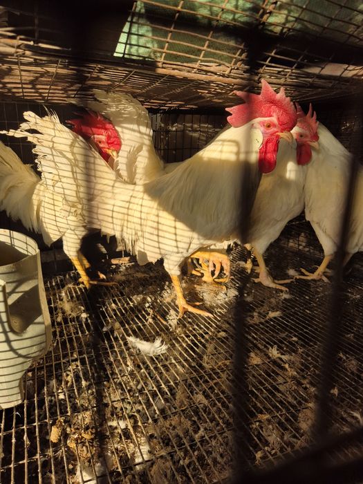 Молодые Петушки легорн