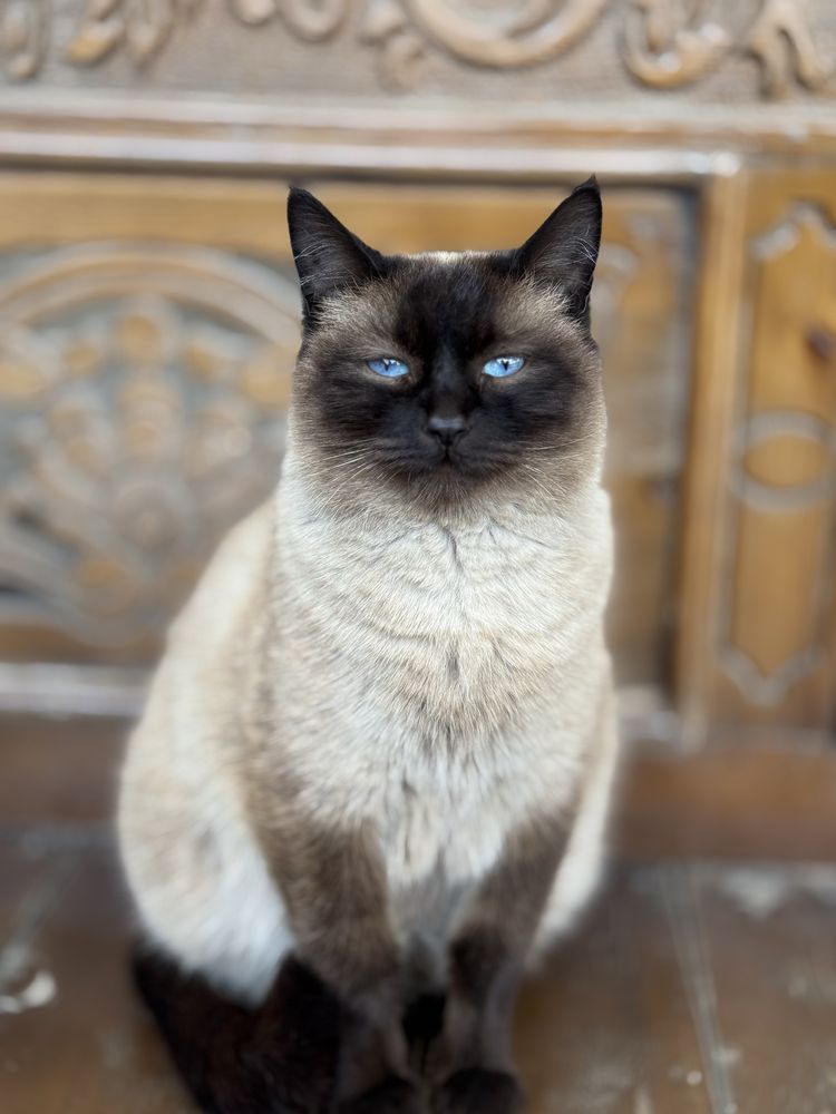 Продам котята парода сиамский шиншыла