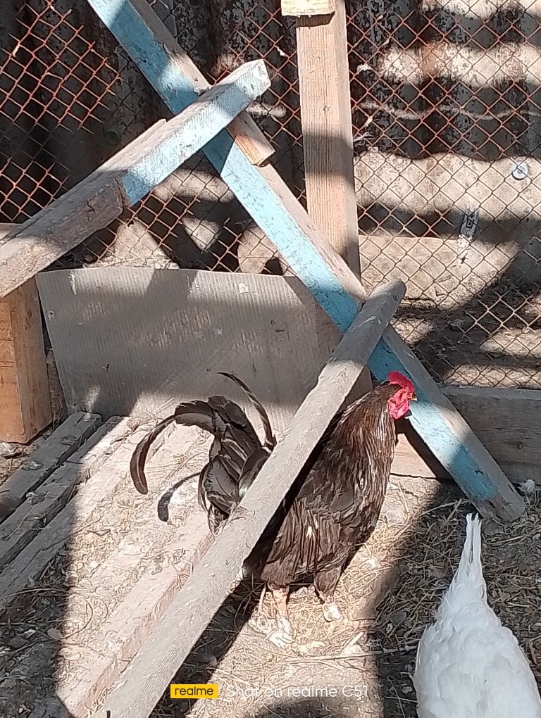 Петухи домашние.