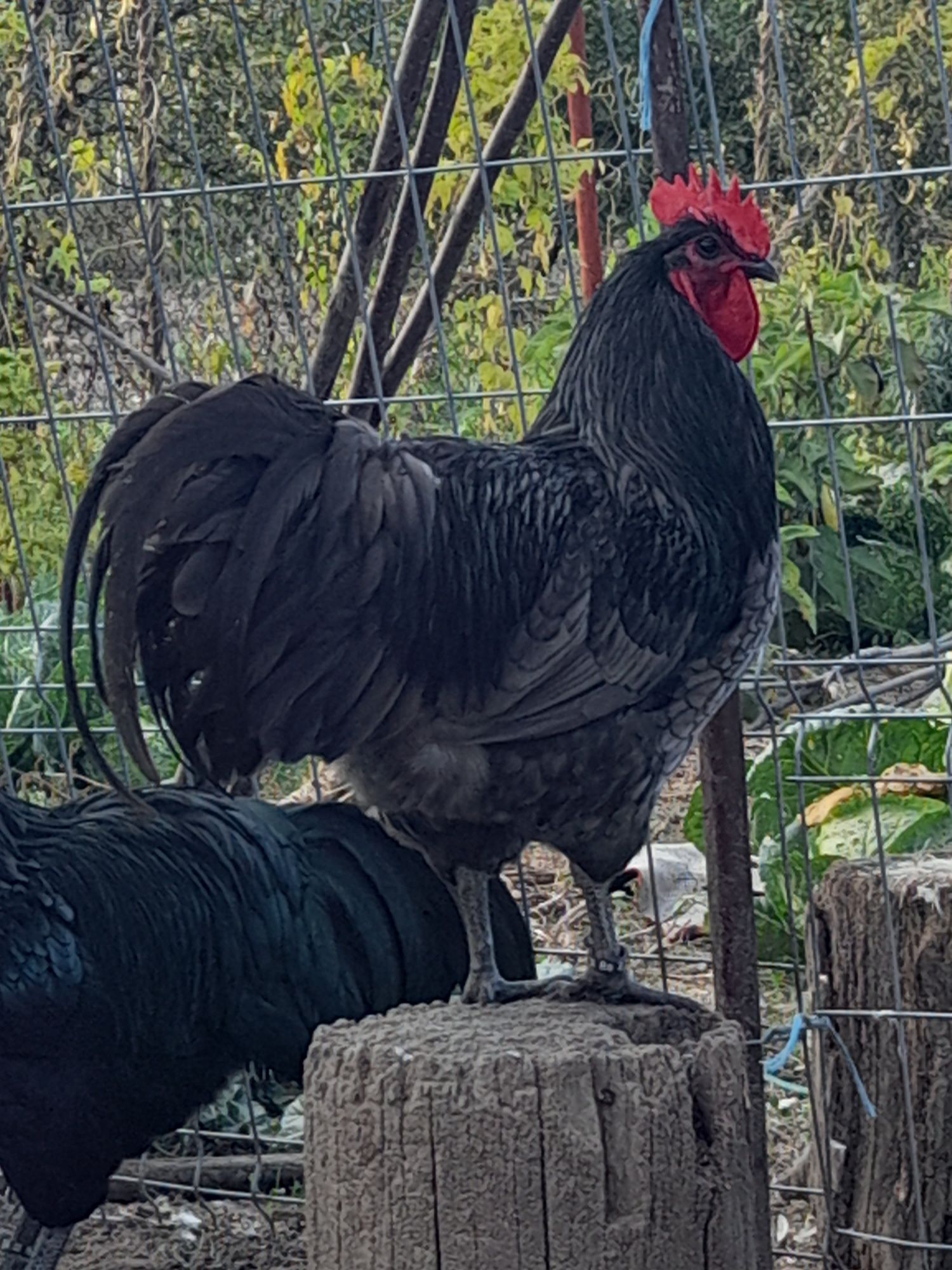 Vând ouă și pui din rasa Australorp Albastru Negru