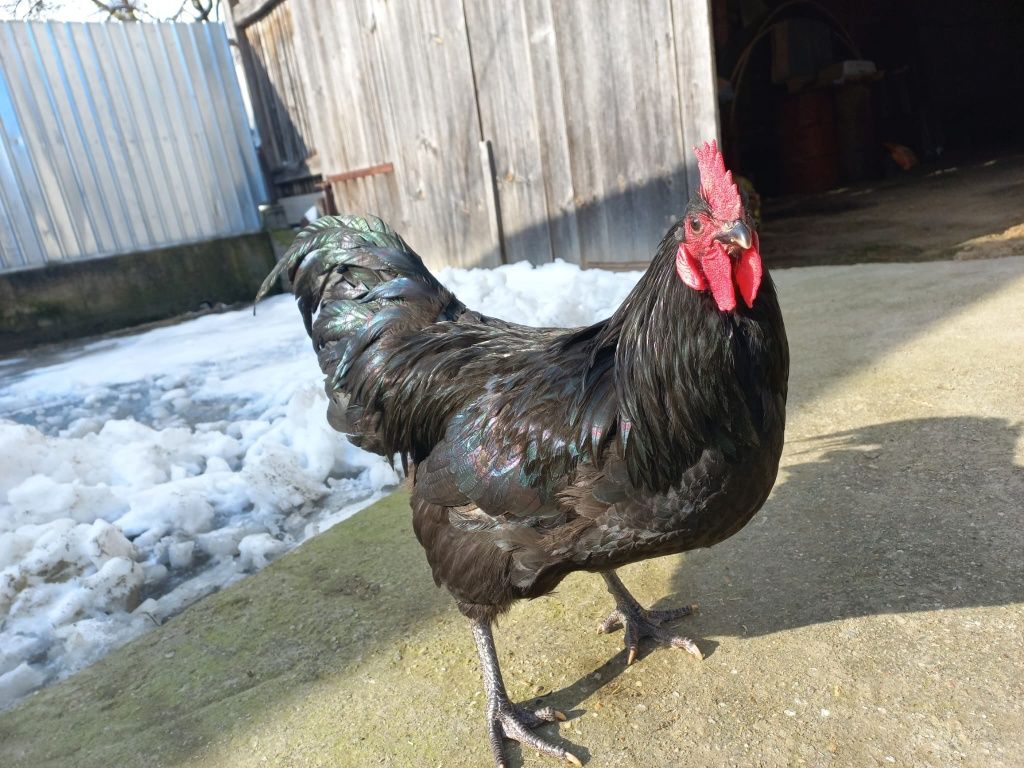 Vând 6 cocoși Australorp Negru