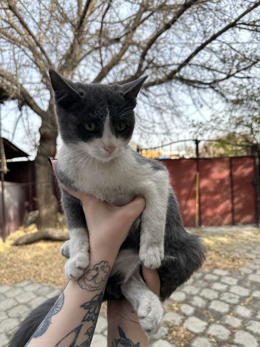 Котенок ищет дом.