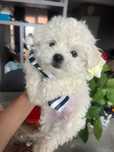 Bichon mini toy băiețel