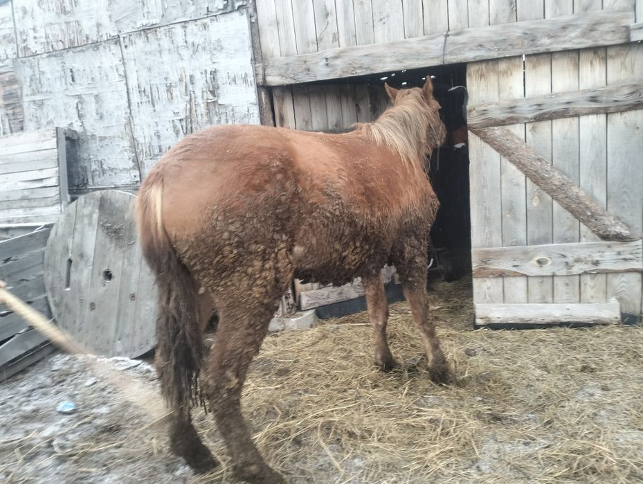 Тай сатамын жемде тұр