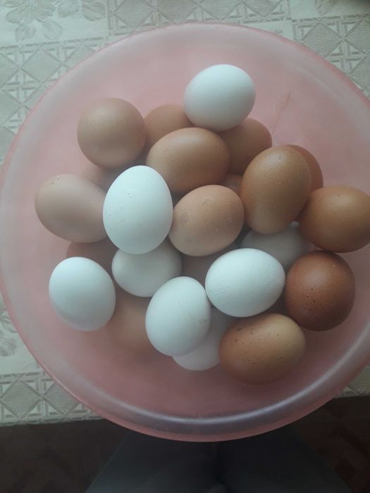 Продам яйцо домашние.